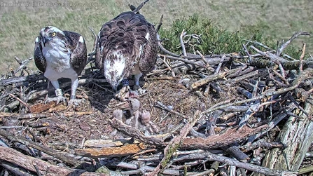 Image of three osprey chicks being fed on nest at Foulshaw Moss Nature Reserve