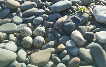 Image of ringed plover nest at South Walney Nature Reserve credit Cumbria Wildlife Trust