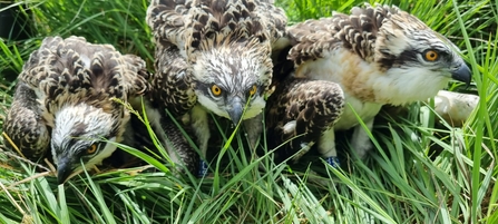 Image of osprey chicks at ringing June 2023 credit Cumbria Wildlife Trust