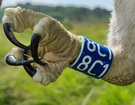 close up of a Foulshaw Osprey chick's talon and leg ID ring - credit Cumbria Wildlife Trust