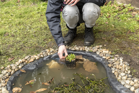 A person planting a pond plant into a small pond