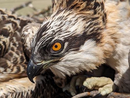 Foulshaw Ospreys 2023 chick close up of head and talons credit Cumbria Wildlife Trust