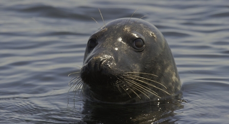 Grey seal - 2020VISION Divers, Alex Mustard and Ben Burville, working in the waters around the Farne Islands, Northumberland © Rob Jordan/2020VISION