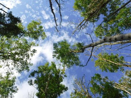 Image of trees affected by ash dieback credit Barnaby Wylder Forestry Commission