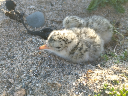 Image of two little tern chicks at South Walney Nature Reserve