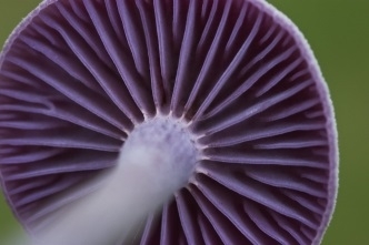 Amethyst deceiver by AJC1/Flickr.com | CC BY-SA 2.0