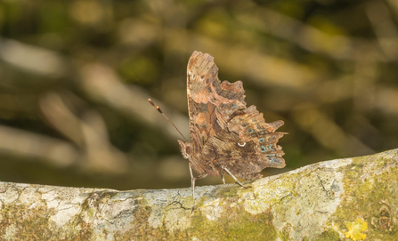 Comma butterfly  on a tree branch copyright Janet Packham