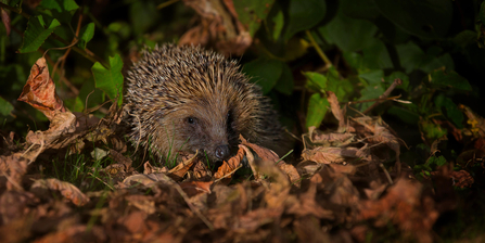 Hedgehog in autumn leaf litter credit jon hawkins - surrey hills photography