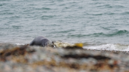 A seal pup feeding from its mother at South Walney Nature Reserve copyright Beth Churn