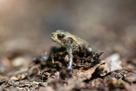 Toad in leaf litter credit Jon Hawkins - Surrey Hills Photography