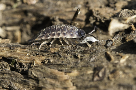 Woodlouse credit Chris Lawrence