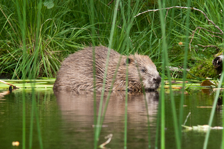 Image of adult beaver in water with grass 