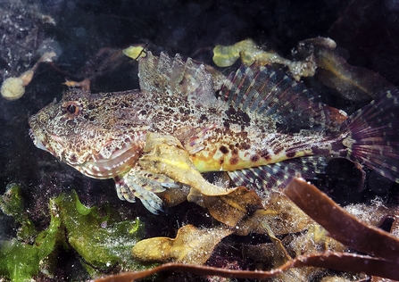 Image of long spined sea scorpion