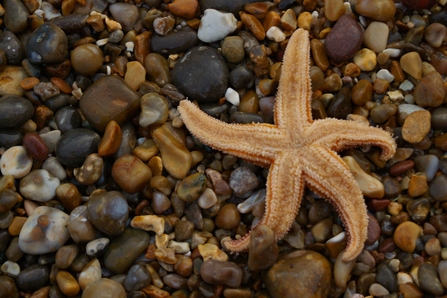 image of starfish on pebbly beach
