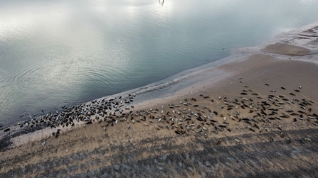 Image of seal colony at South Walney Nature Reserve from drone