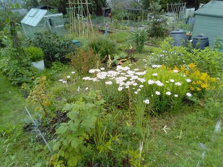 Wildlife friendly allotment garden