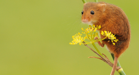 Harvest mouse on a yellow flower on a green background © Amy Lewis