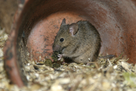 House mouse © Wildstock