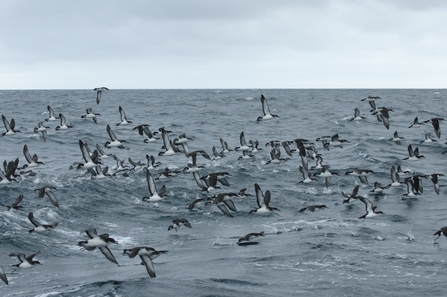 Image of flock of Manx shearwater birds flying over the sea