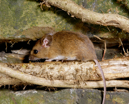 Wood mouse © Paul Adams