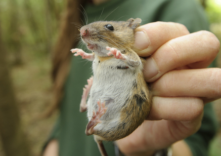 A yellow-necked mouse being held by a trained surveyor