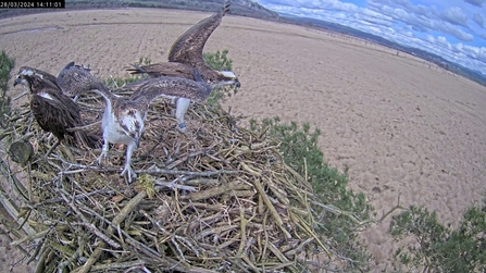 Arrival of osprey Blue 35 on to nest with two other ospreys on nest