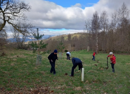Volunteers shrub planting, School Knott. Windermere
