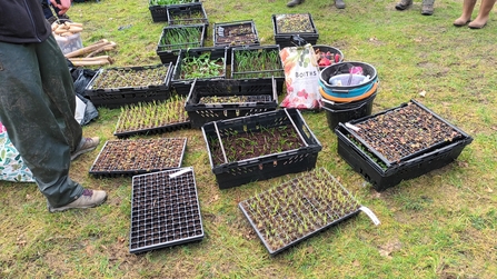 Plug plants, bulbs and equipment, ready for volunteers.