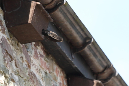 swift flying out of a swift nest box copyright Vaughn Matthews