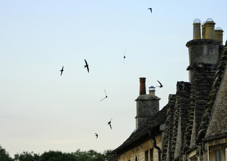 Swifts flying around rooftops copyright Nick Upton