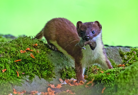 stoat carrying young