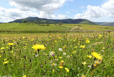 A view of Eycott Hill Nature Reserve, looking towards Blencathra, with a wildflower meadow in the foreground. 