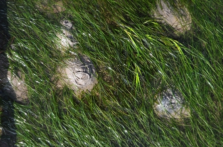 Image of seagrass