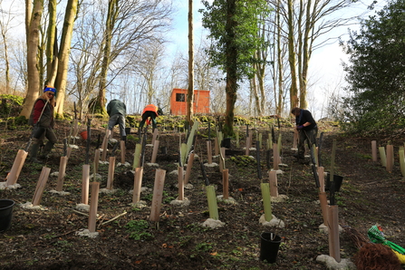Tree planting saplings on a conservation day at Staveley Woodlands credit Steve Finch