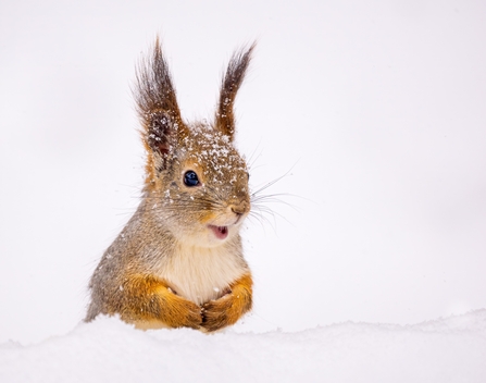 Red squirrel in the snow