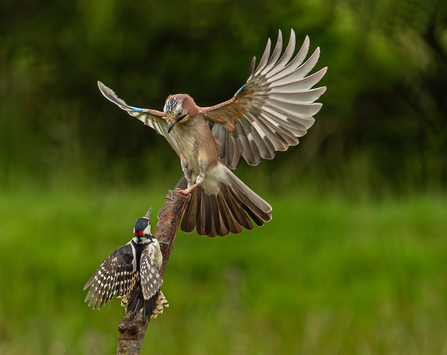 Jay and woodpecker