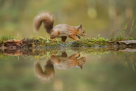 Red squirrel next to a body of water reflecting it