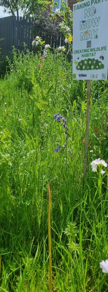 Brampton Green & Wild group supports Plant Life’s No Mow May campaign