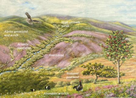 Our vision for Skiddaw Forest - an artists impression