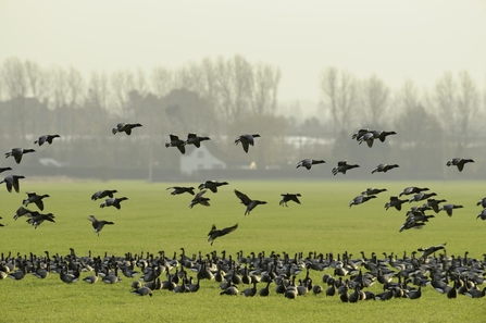 Dark-bellied brent goose (Branta bernicla) Feeding on crops. South Swale, Kent © Terry Whittaker/2020VISION