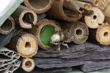 Leaf cutter bee in bug hotel house copyright Vaughn Matthews