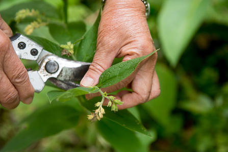 Pruning a plan with garden secateurs credit Gavin Dickson