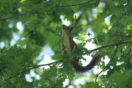 red squirrel in oak tree