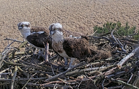 Image of pair of ospreys on nest at Foulshaw Moss Nature Reserve