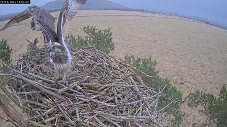 Image of osprey flying above another osprey on the nest
