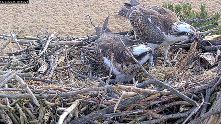 Dad flies in to take over incubation but mum won't shift