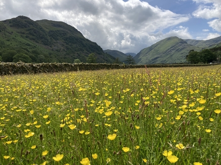 Field with yellow wildflowers in foreground and Lake District fells in background