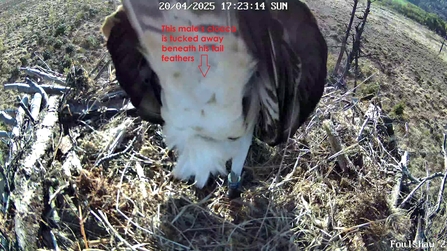 The cloaca is not easy to see