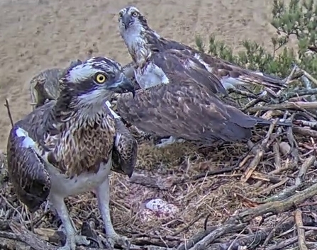 Three eggs with varying pigmentation