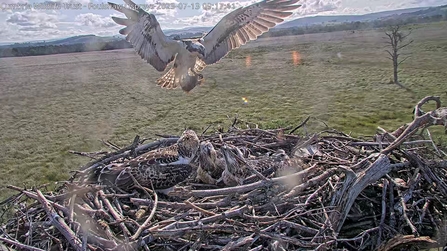 Three healthy young #FoulshawOspreys